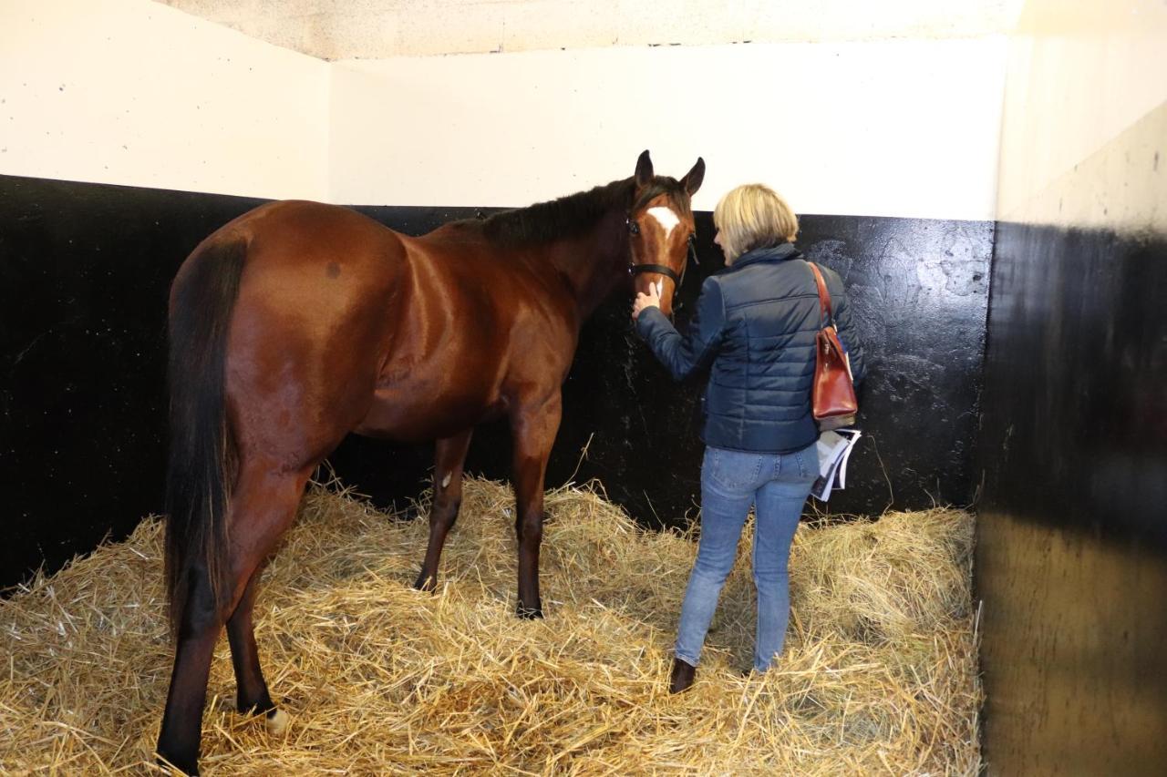 Decouverte D'Un Haras Proche Du Mont St Michel Hambye ภายนอก รูปภาพ