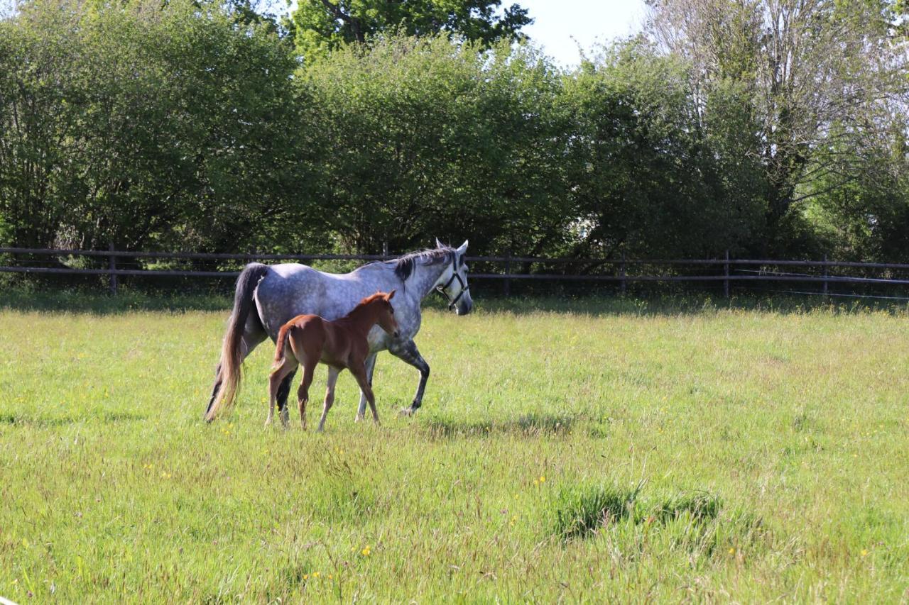 Decouverte D'Un Haras Proche Du Mont St Michel Hambye ภายนอก รูปภาพ