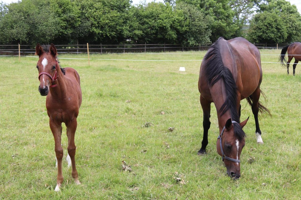 Decouverte D'Un Haras Proche Du Mont St Michel Hambye ภายนอก รูปภาพ