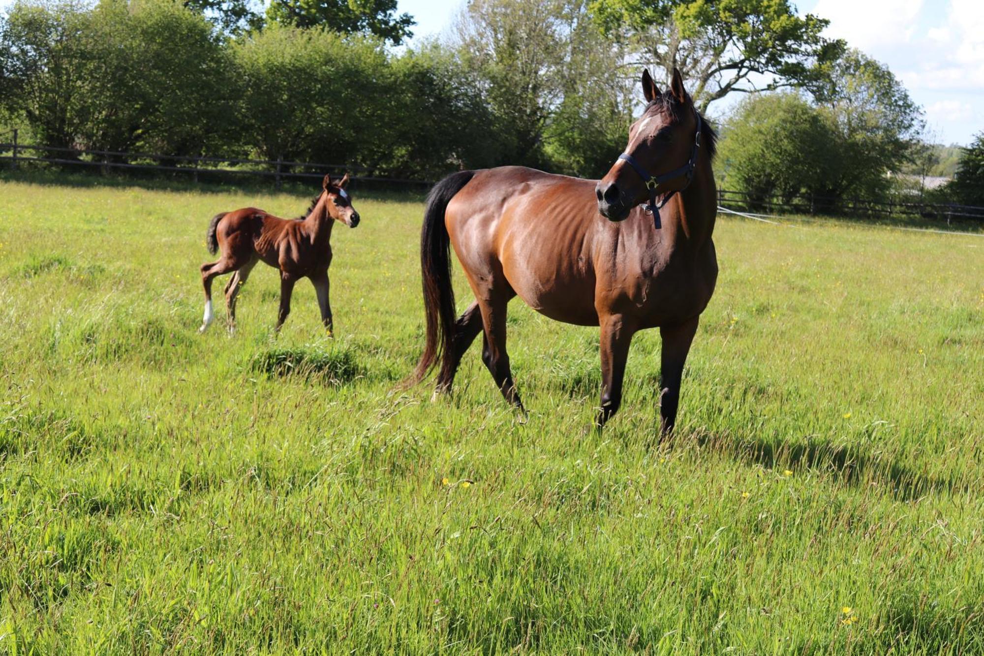 Decouverte D'Un Haras Proche Du Mont St Michel Hambye ภายนอก รูปภาพ