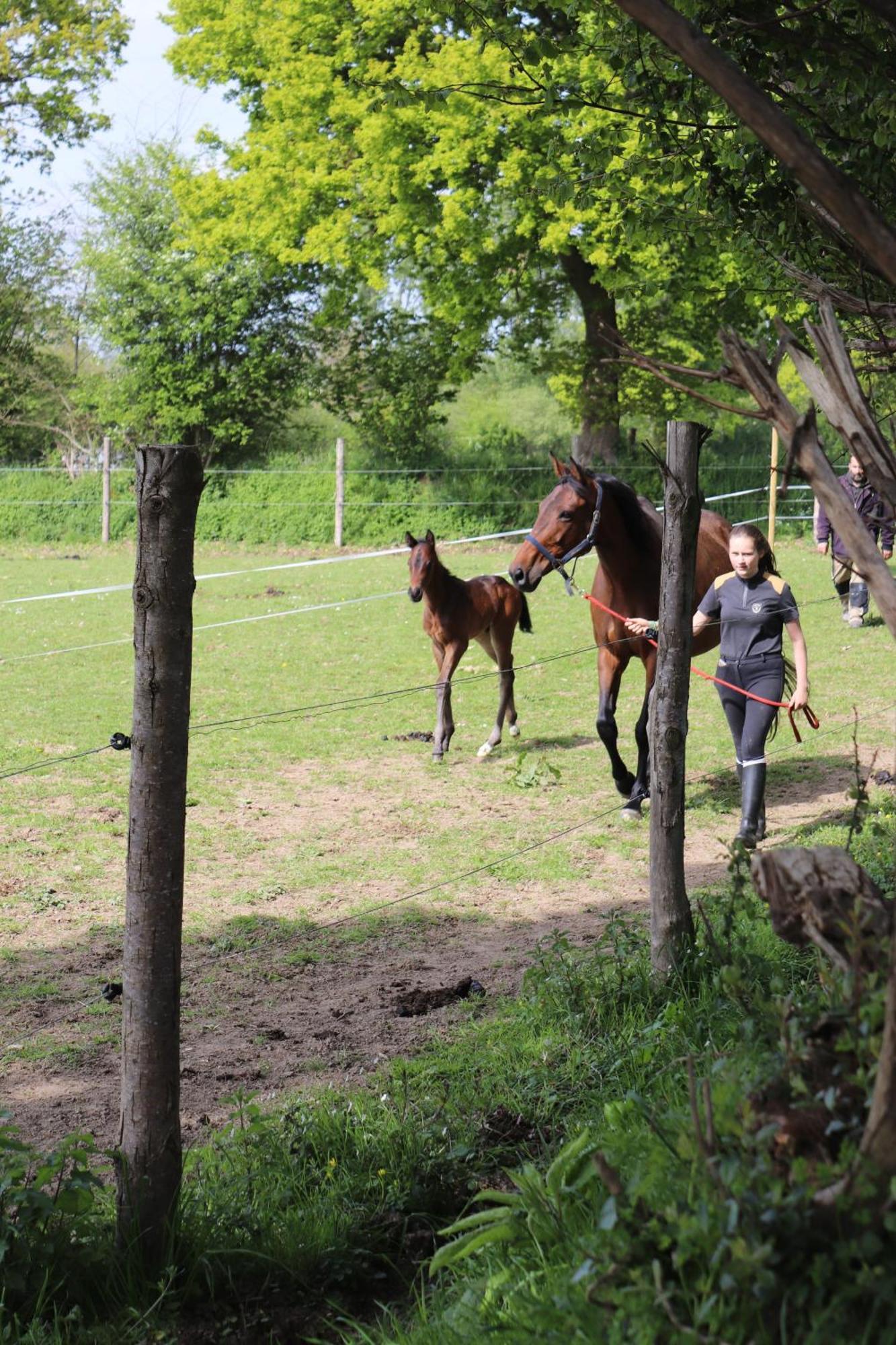 Decouverte D'Un Haras Proche Du Mont St Michel Hambye ภายนอก รูปภาพ