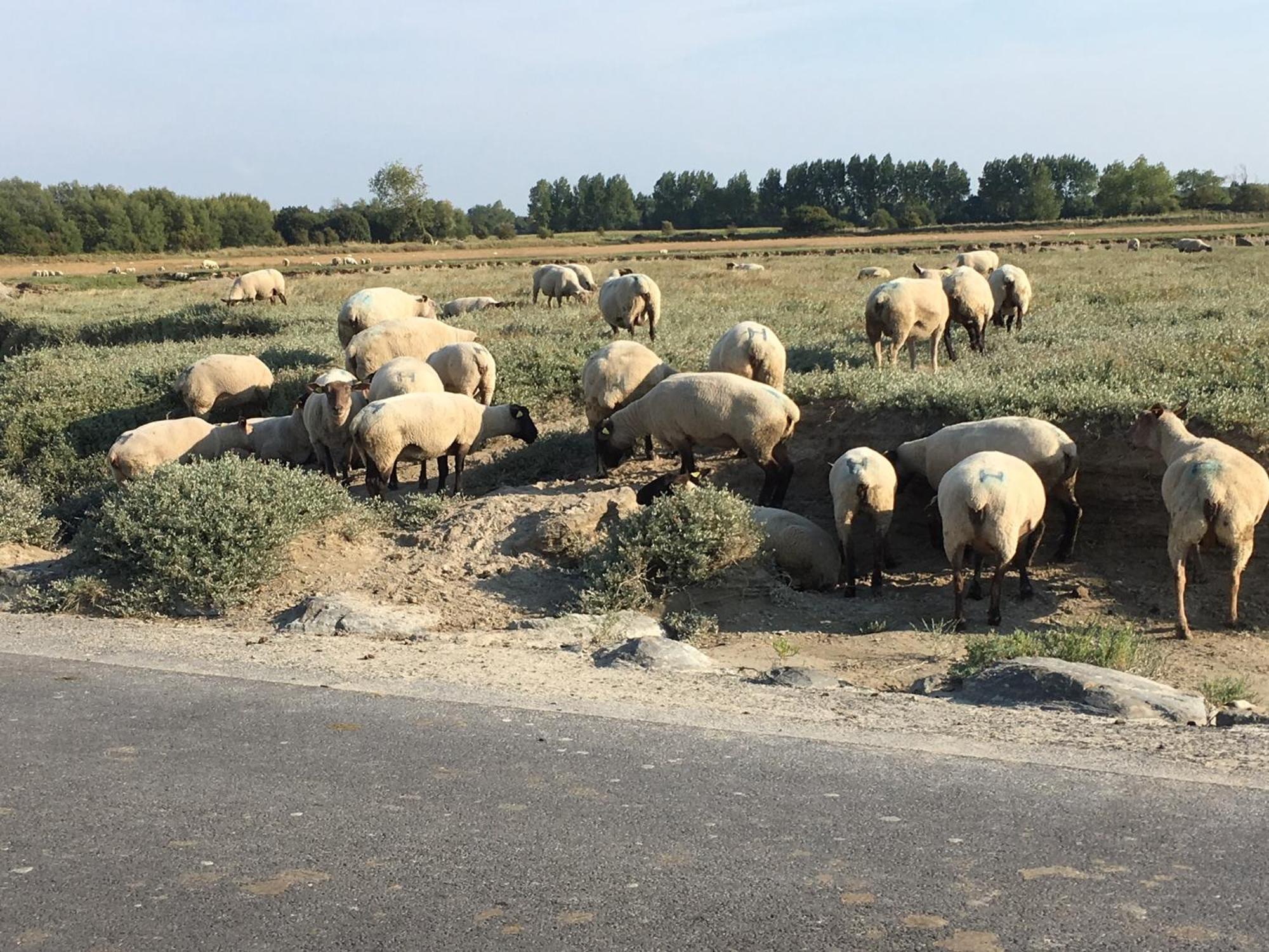 Decouverte D'Un Haras Proche Du Mont St Michel Hambye ภายนอก รูปภาพ