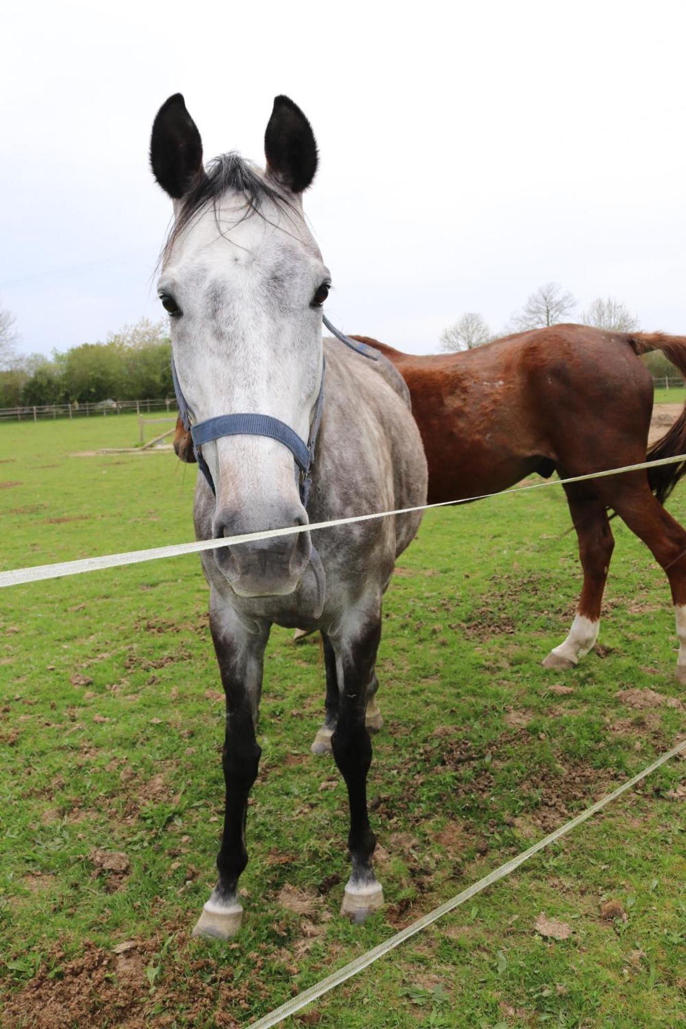 Decouverte D'Un Haras Proche Du Mont St Michel Hambye ภายนอก รูปภาพ