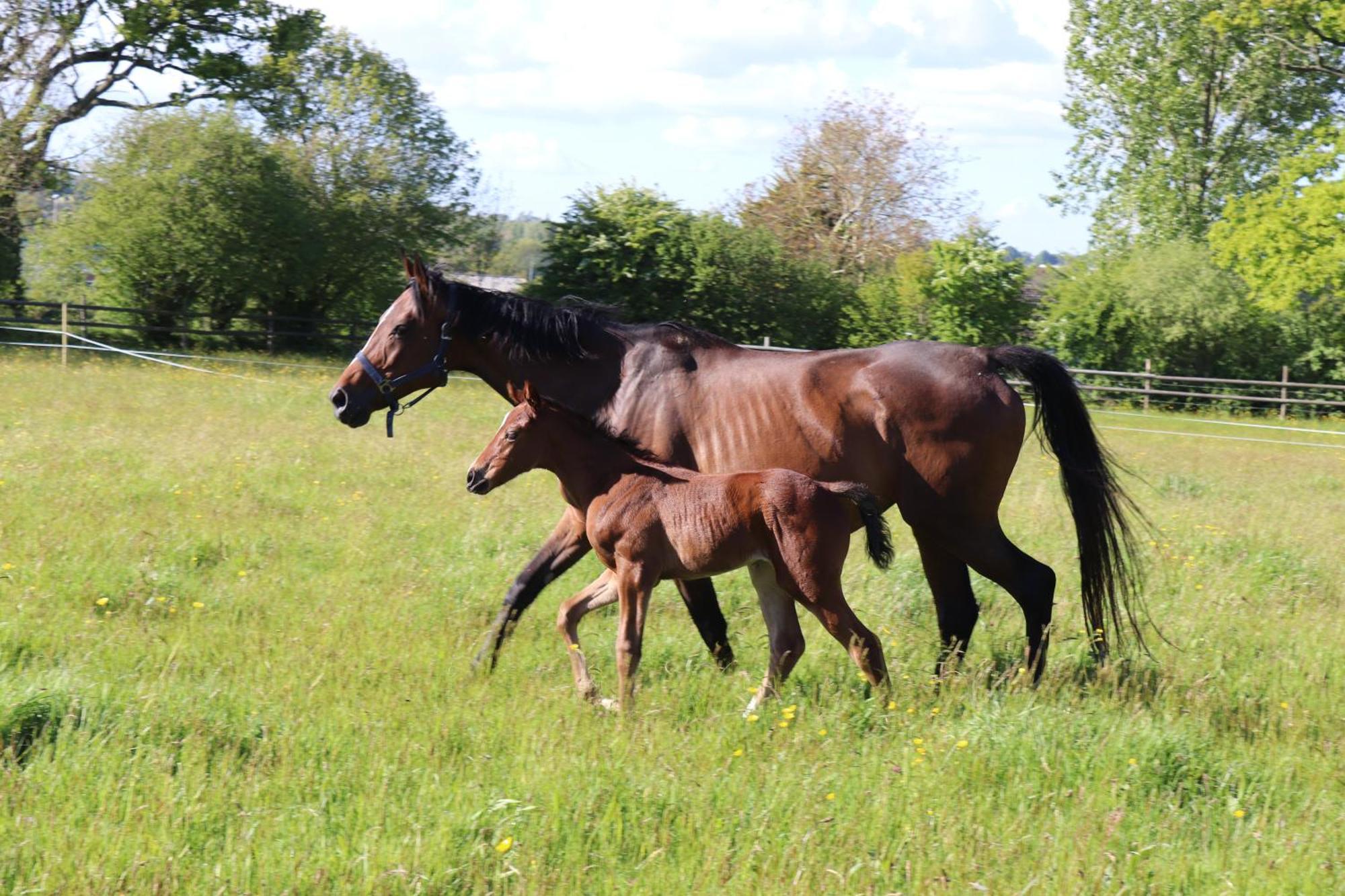 Decouverte D'Un Haras Proche Du Mont St Michel Hambye ภายนอก รูปภาพ