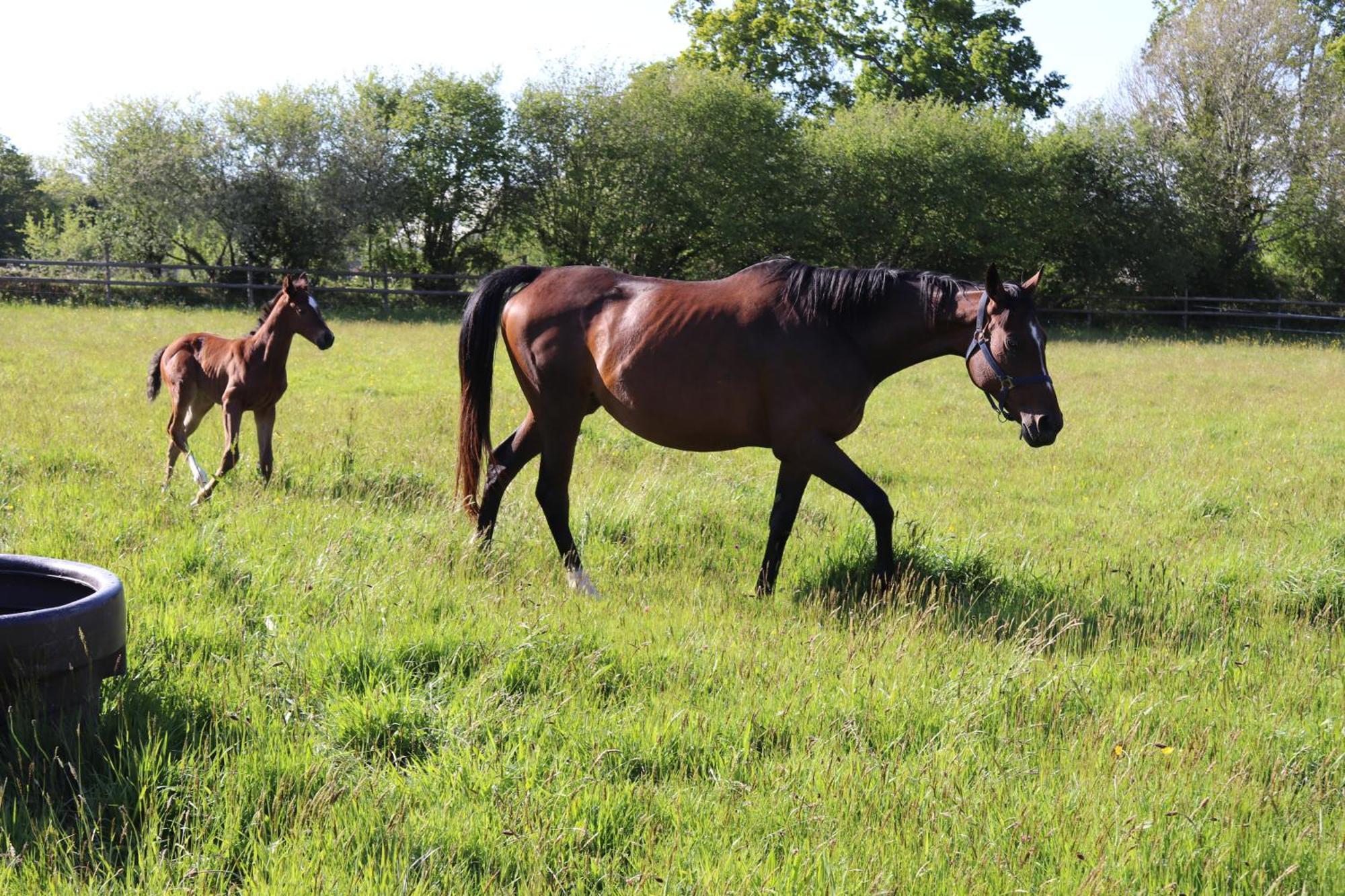 Decouverte D'Un Haras Proche Du Mont St Michel Hambye ภายนอก รูปภาพ