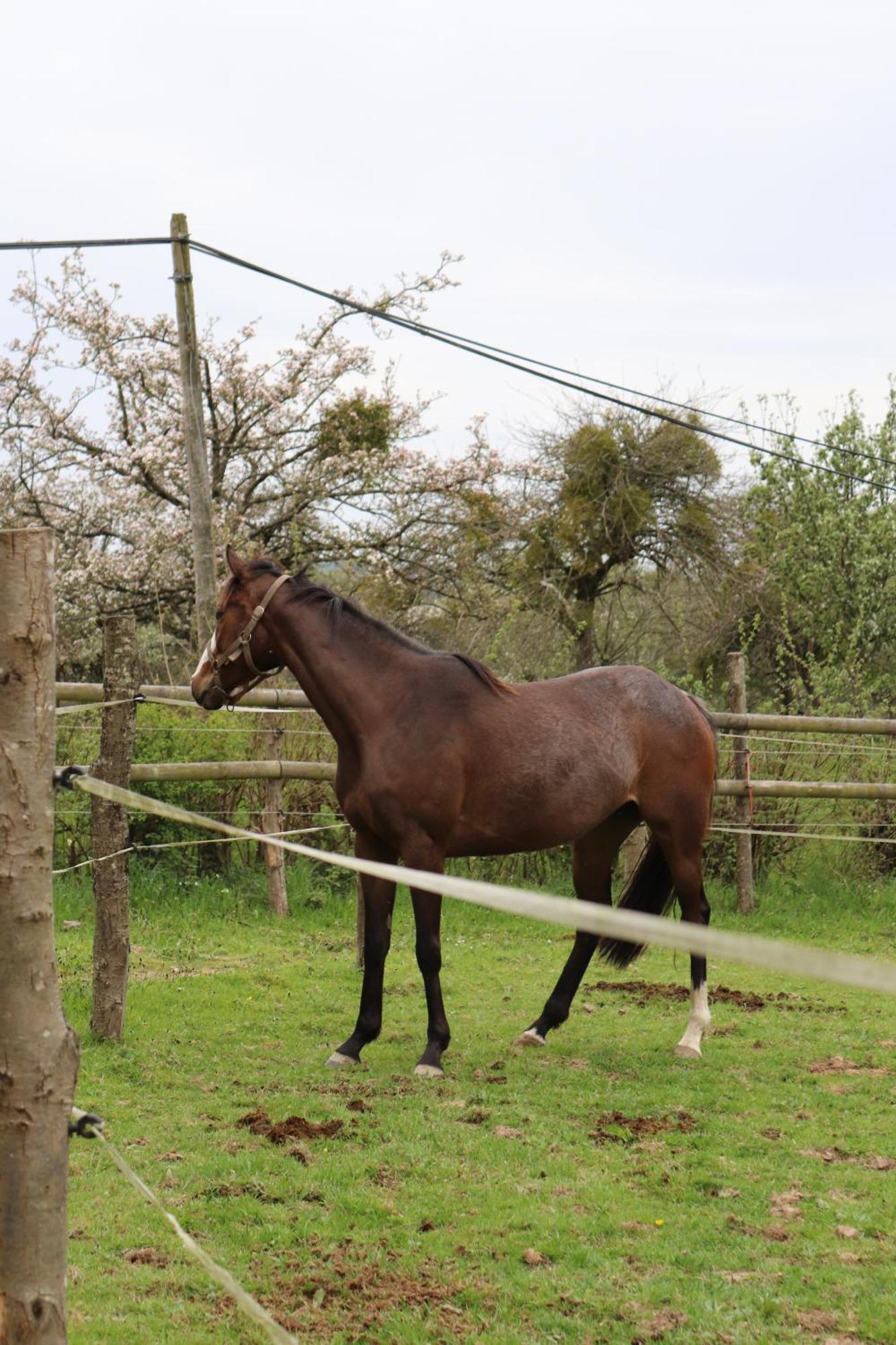 Decouverte D'Un Haras Proche Du Mont St Michel Hambye ภายนอก รูปภาพ