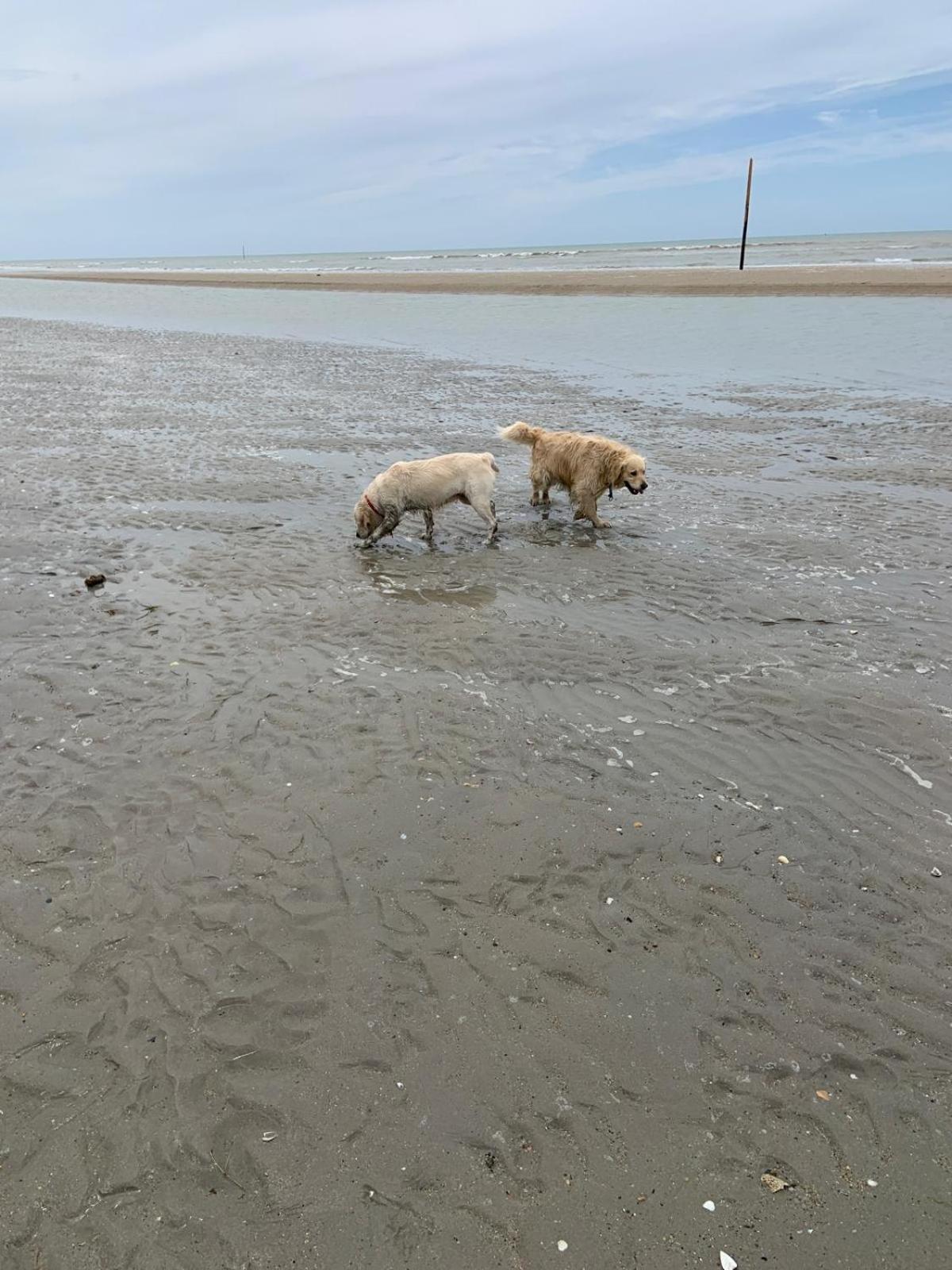 Decouverte D'Un Haras Proche Du Mont St Michel Hambye ภายนอก รูปภาพ